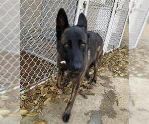 German Shepherd Dog-Unknown Mix Dogs for adoption in Aurora, IL, USA