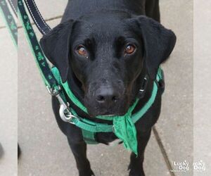 Coraline - Female Labrador Retriever-Unknown Mix Dog for Adoption - Photo #2