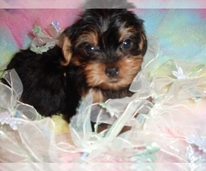 Yorkshire Terrier Puppy for Sale in JACKSON, Mississippi USA