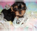 Image preview for Ad Listing. Nickname: YORKIES