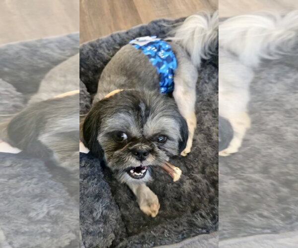 Medium Photo #4 Shih Tzu Puppy For Sale in Mount Laurel, NJ, USA
