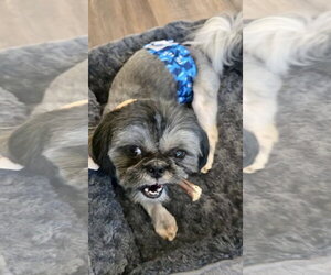 Ozzy - Male Shih Tzu Dog for Adoption - Photo #4
