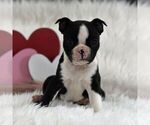 Small Photo #4 Boston Terrier Puppy For Sale in RICHFIELD, PA, USA