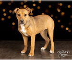 Small #4 Black Mouth Cur Mix