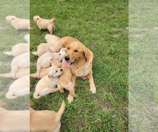 Medium Photo #1 Golden Retriever Puppy For Sale in UNION SPRINGS, NY, USA