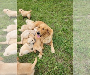 Mother of the Golden Retriever puppies born on 09/04/2022