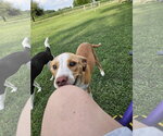 Small #2 Beagle-Staffordshire Bull Terrier Mix