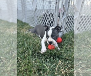 Boston Terrier Puppy for sale in BREMEN, IN, USA