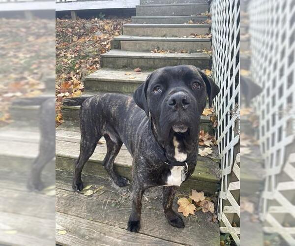 Medium Photo #2 Boxer-Bull Terrier Mix Puppy For Sale in Louisville, KY, USA