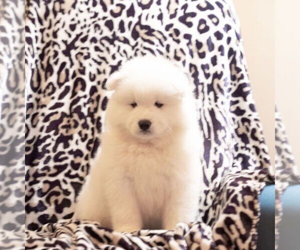 Medium Photo #2 Samoyed Puppy For Sale in CASCADE, MD, USA