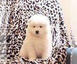 Small #1 Samoyed