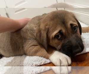 Anatolian Shepherd-German Shepherd Dog Mix Dog for Adoption in BEAR VALLEY SPRINGS, California USA