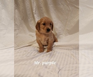 Golden Retriever Puppy for sale in LITTLETON, CO, USA
