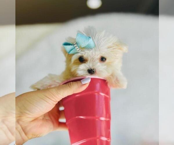 Medium Photo #16 Maltese Puppy For Sale in HOUSTON, TX, USA