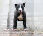 Puppy Puppy 7 American Bully