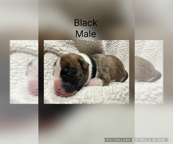 Medium Photo #2 Boxer Puppy For Sale in RALEIGH, NC, USA