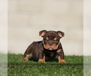 English Bulldog Puppy for sale in HOUSTON, TX, USA