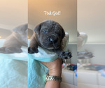 Small #4 Cane Corso