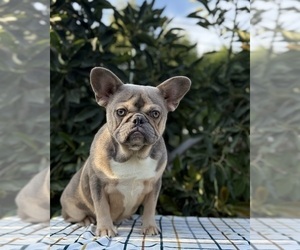 French Bulldog Puppy for Sale in OJAI, California USA