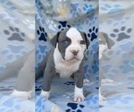 Small #2 American Bully