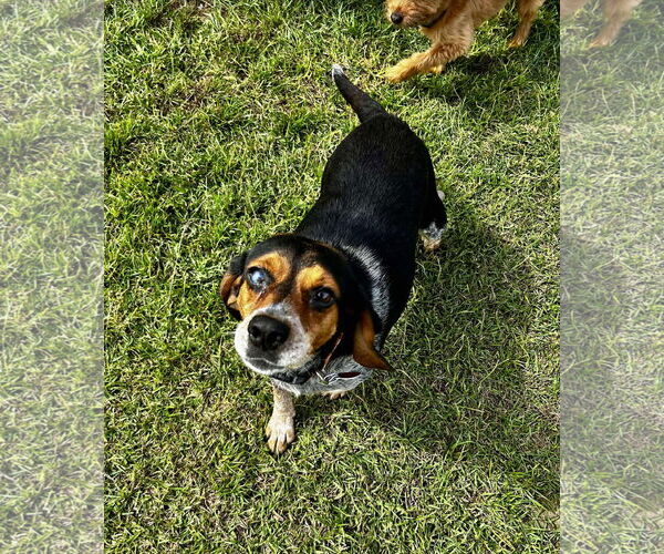 Medium Photo #4 Beagle Puppy For Sale in Spring Lake, NC, USA