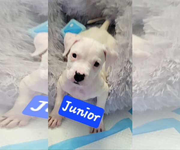 Medium Photo #1 Boxer-Unknown Mix Puppy For Sale in Brooksville, FL, USA