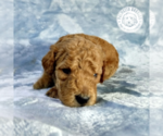 Small Photo #5 Goldendoodle Puppy For Sale in PAULINE, SC, USA
