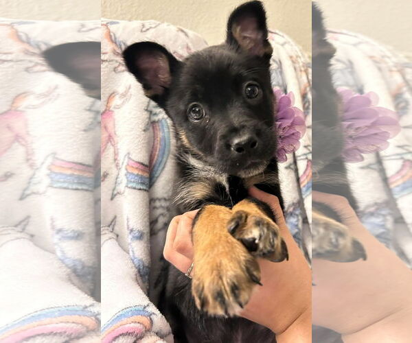 Medium Photo #2 Mutt Puppy For Sale in Dallas, TX, USA