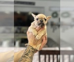 Puppy 4 French Bulldog