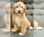 Small Photo #5 Cavapoo Puppy For Sale in HILLSBORO, WI, USA