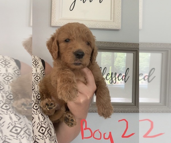 Medium Photo #4 Goldendoodle Puppy For Sale in MONTICELLO, IN, USA