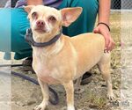 Small #1 Chihuahua Mix
