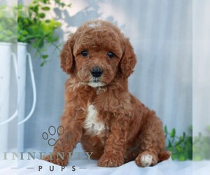 Goldendoodle (Miniature) Puppy for sale in EPHRATA, PA, USA