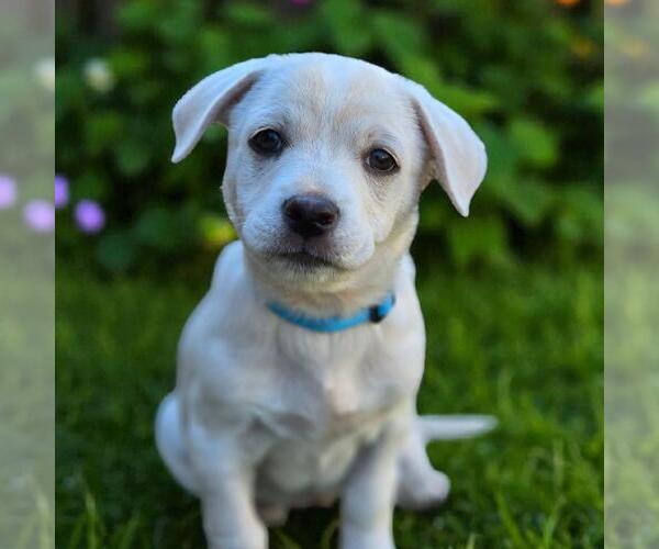 Medium Photo #16 Chihuahua-Unknown Mix Puppy For Sale in San Diego, CA, USA