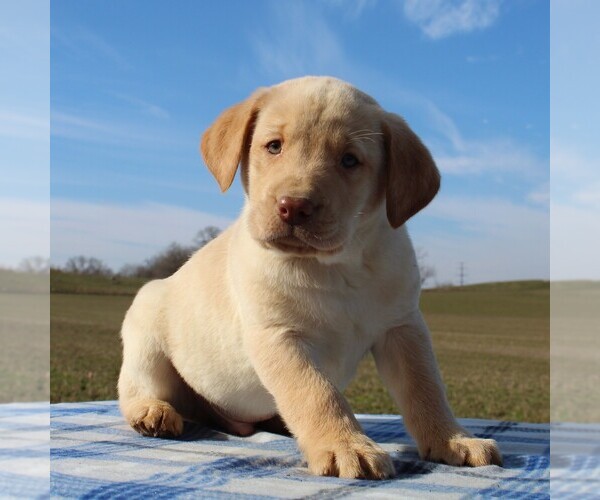 Medium Photo #4 Labrador Retriever Puppy For Sale in HAGERSTOWN, MD, USA