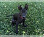 Small #1 Great Dane Mix