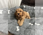Puppy Puppy 4 Cavapoo