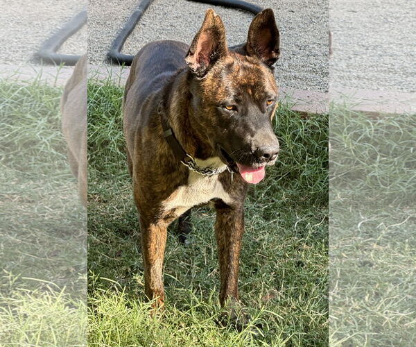 Medium Photo #5 American Bulldog-German Shepherd Dog Mix Puppy For Sale in Lake Elsinore, CA, USA