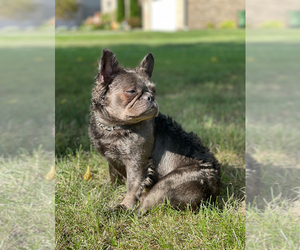 Mother of the French Bulldog puppies born on 07/24/2025