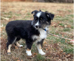 Puppy Millie Miniature Australian Shepherd