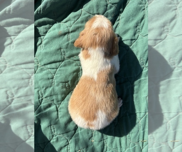 Medium Photo #22 Brittany Puppy For Sale in FISHER, IL, USA