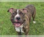 Small American Pit Bull Terrier Mix
