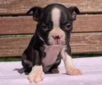 Small #3 Boston Terrier