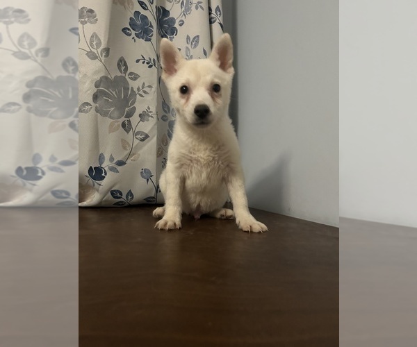 Medium Photo #15 Alaskan Klee Kai Puppy For Sale in DURHAM, CT, USA