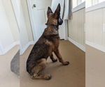 Small Photo #4 Belgian Malinois Puppy For Sale in NEOSHO, MO, USA