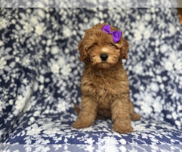 Medium Photo #4 Cavapoo Puppy For Sale in LAKELAND, FL, USA