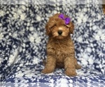 Small #3 Cavapoo