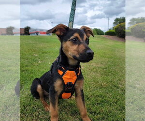 Chihuahua-Labrador Retriever Mix Dogs for adoption in McDonough, GA, USA