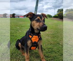 Small Chihuahua-Labrador Retriever Mix