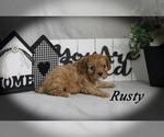 Small #13 Cavalier King Charles Spaniel